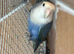 Female lovebird