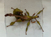 Lichen gene Giant prickly stick insect pair (Extatosoma tiaratum "Innisfail")