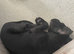Gorgeous male cane corso 12wks