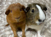Pair of Gorgeous Guinea Pigs. Available now!