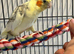 Lovely male cockatiel.
