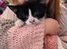 Adorable playful kitten