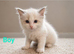 Ragdoll kittens (bicolour)