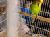 Lovely budgies
