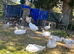 8 young ebdam geese mixed sex