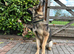 2 x GERMAN SHEPHERDS 8 MONTHS OLD BROTHER AND SISTER