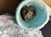 Beautiful female kitten with toys, litter and cat carrier ready for a forever home