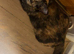 Tortoiseshell cross bengal tabby kittens
