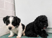 Jackpoo puppies