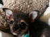 Stunning blue male chihuahua
