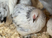 Colombian pekins pullets