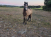 Welsh C mare