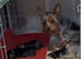 Super friendly, calm gorgeous yorkie girl ready for her forever home