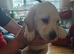 Beautiful puppies