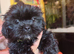 Shih tzu puppies last boy Redy Now
