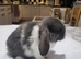 Mini lop