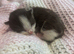 Stunning Kittens looking for amazing Homes