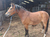 Registered NF geldings