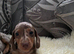 Dachshund puppies