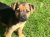 BORDER TERRIER X JRT