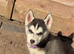 2 x husky puppies