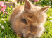 PRICE DROP £70: 4 Gorgeous Purebred Double Mane Lionhead Baby Rabbits (Girls) Ready Now!