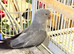 Ringnecks going cheap