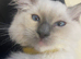Ragdoll kittens