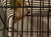 Green cheek conure