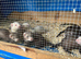Baby ferrets ready now