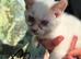 Last 2 kittens