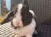 Pure bred Mini lops mixed litter