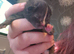 3 kittens to rehome ready 4th august