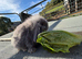 Lop bunny kits