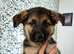Beautiful Straight Backed German Shepherds