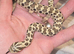 Western hognose snake