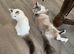 LAST GIRL AVAILABLE! TICA registered Ragdolls