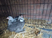 Two Lovely 3 month old Female Pekins