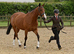 15.3 16yr old mare