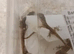 Sabanus anolis