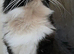 Tuxedo Female Cat fir Sale
