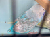 Semi tame baby pastel budgies
