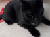 Cat for Sale