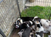 Stunning litter of Blue merle & black/white collies