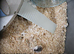 Syrian hamster