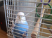 Budgie with cage