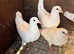 White breeding pair racers