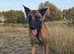BELGIAN MALINOIS PUPPIES FOR SALE