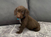 Pepper’s beautiful pups