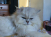 Chinchilla persian